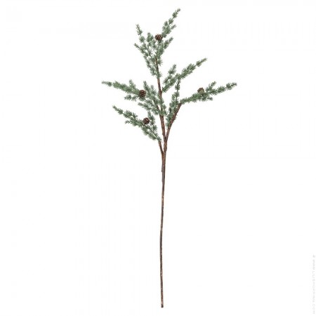 Pine stem