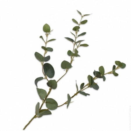 Branch of green and grey eucalyptus