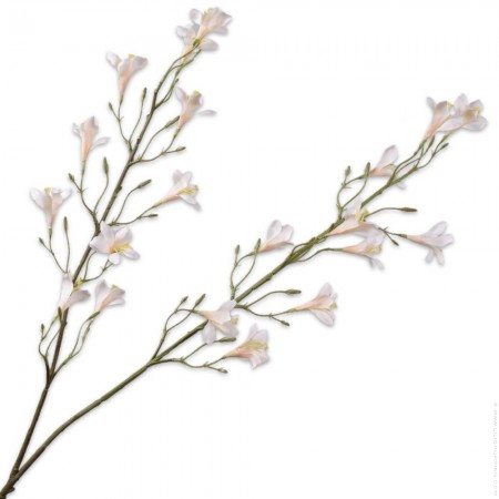 Laurier rose ramifi&eacute; cr&egrave;me