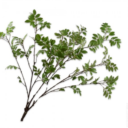 Leaf spray bush green