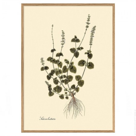 Affiche encadr&eacute;e 30 x 40 cm Salvia Bullata 