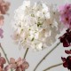 Hortensia pédoncule crème 50 cm