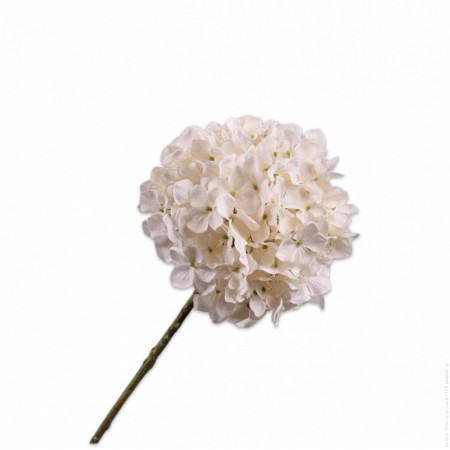Hortensia p&eacute;doncule cr&egrave;me 50 cm