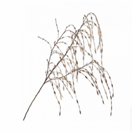 Golden branched grass 119 cm