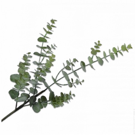 Branche ramifi&eacute;e d'eucalyptus vert gris