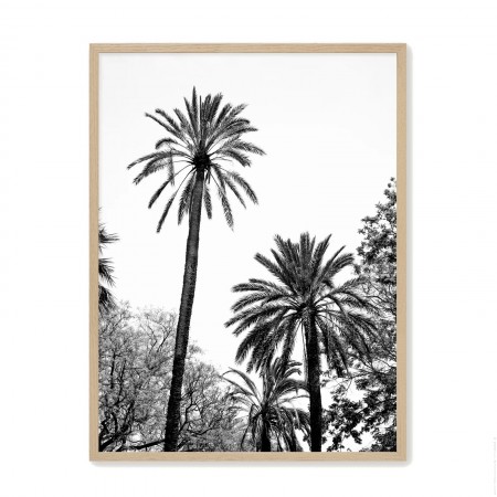 Black and white big palmtrees NB 3 18 x 25 cm framed poster