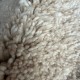 Moroccan Berber rug Beni Ouarain beige with diamonds 310 x 210 cm