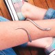 Bracelet Serpent argent