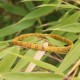 INKA Bambou bracelet