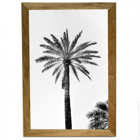 Black and white big palmtrees  20 x 30 cm framed poster