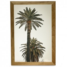 Affiche encadrée Grands Palmiers 1 20 x 30 cm