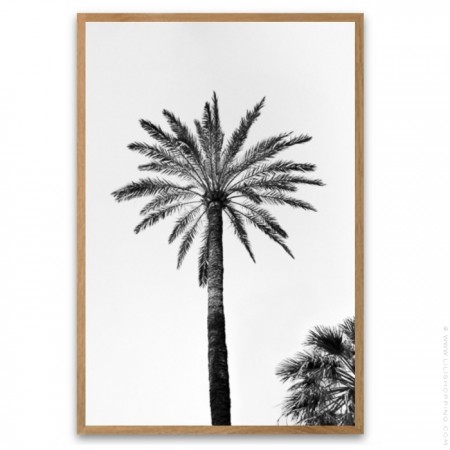 Black and white big palmtrees 18 x 25 cm framed poster