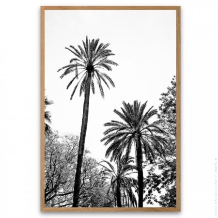 Black and white big palmtrees 2 18 x 25 cm framed poster