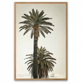 Black and white vintage big palmtrees 1 18 x 25 cm framed poster