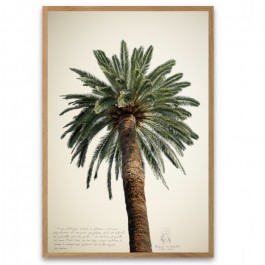 Black and white vintage big palmtrees 2 18 x 25 cm framed poster